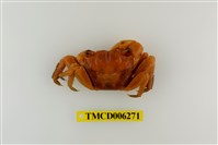 藏品(斑點擬相手蟹)的圖片